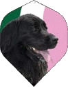 Poly Black Lab Purple/Grn/Wht Poly Black Lab Purple/Grn/Wht