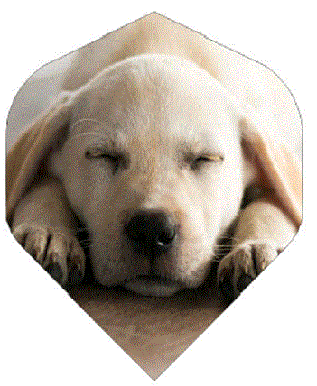 Standard Poly Puppy Dog Flight Standard Poly Puppy Dog Flight